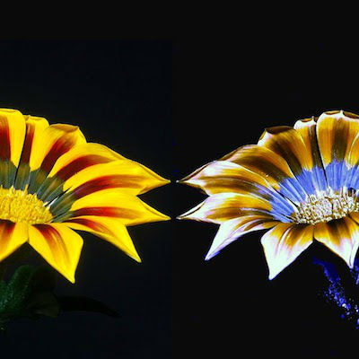 Color Investigations