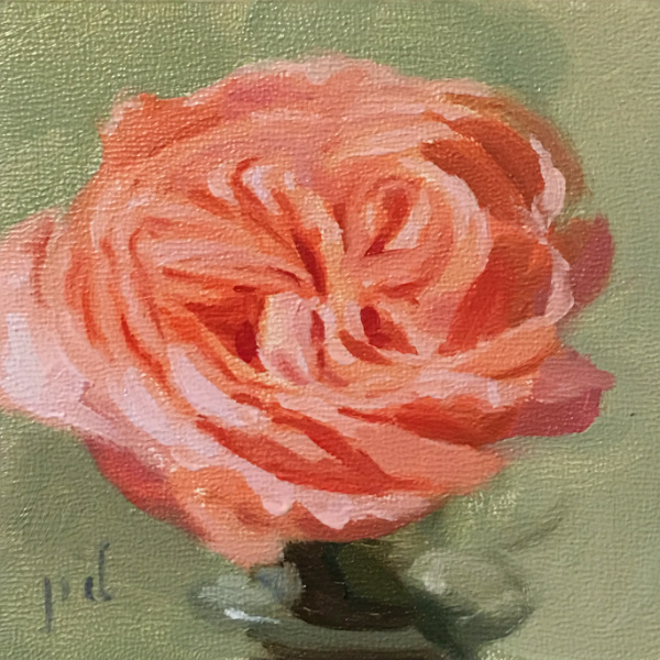 Peachy Rose oil painting copyright 2017 Peter Dickison