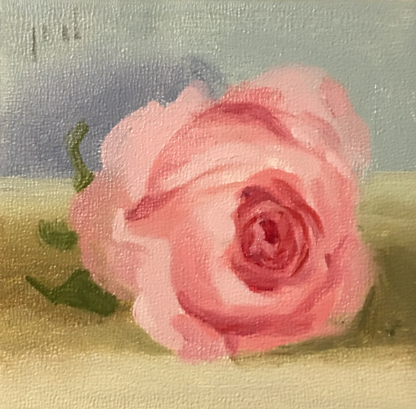 Blush Rose oil painting copyright 2017 Peter Dickison