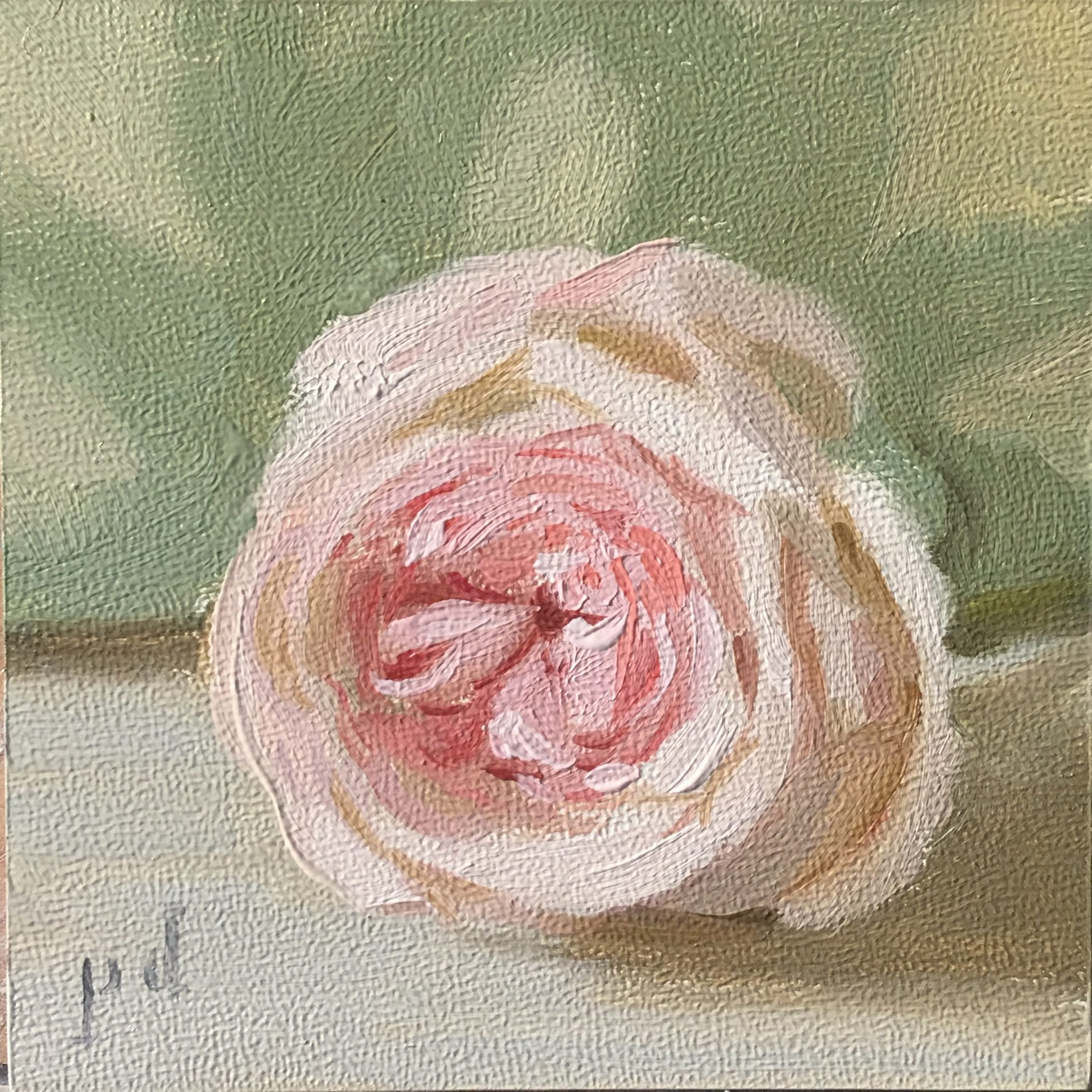 Blush Pink Rose oil painting copyright 2017 Peter Dickison