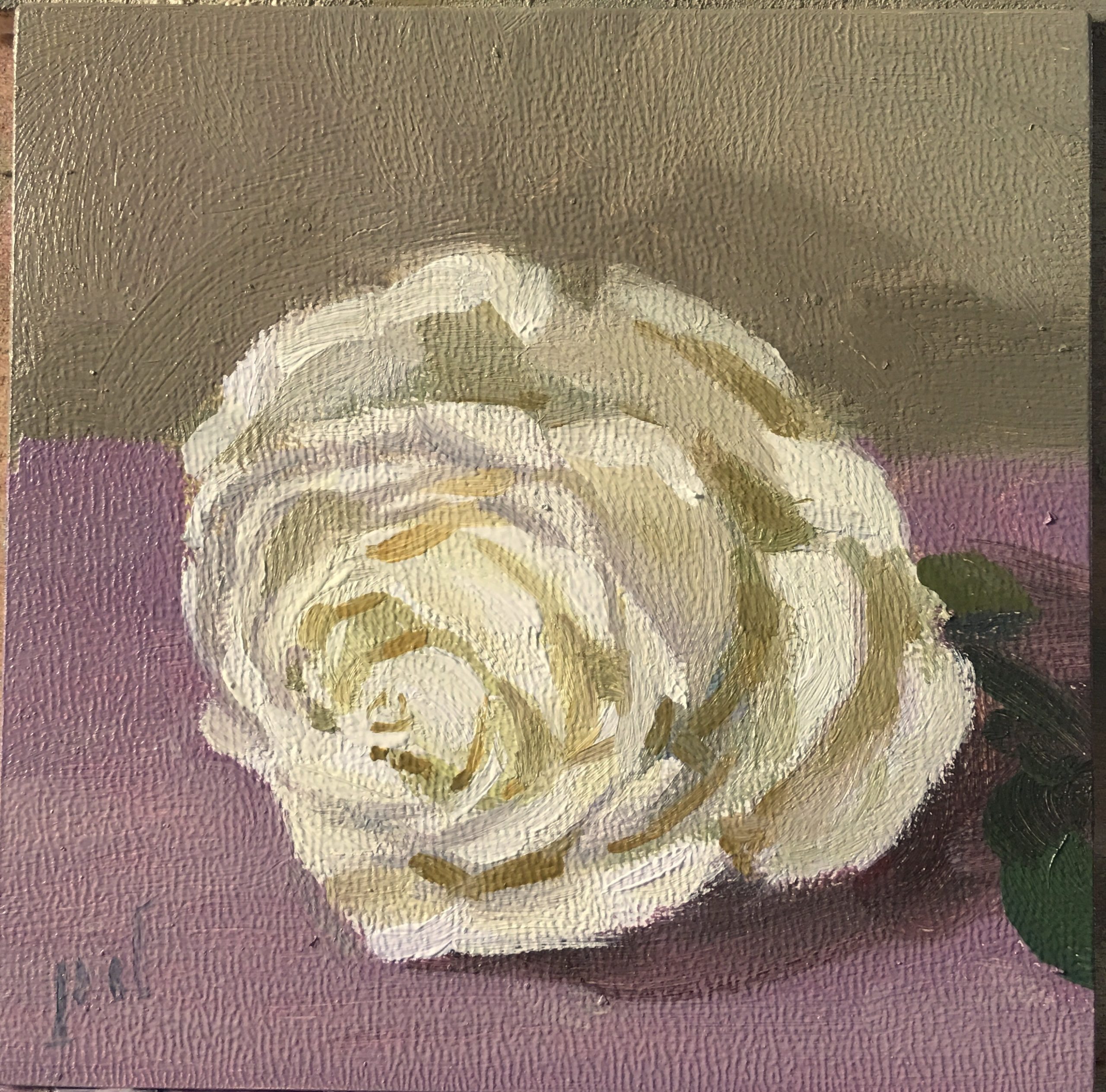 White Rose oil painting copyright 2017 Peter Dickison