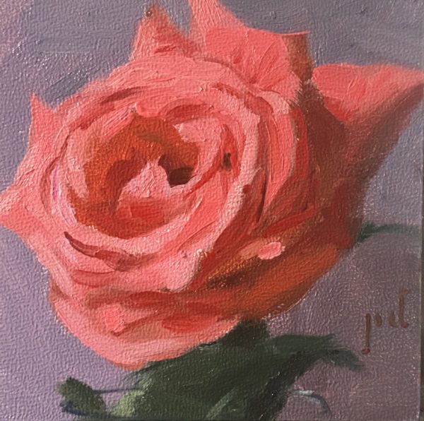 Salmon Rose oil painting copyright 2017 Peter Dickison